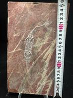 Fossiele plaatmatrix - Keichousaurus sp. - 26 cm - 15.5 cm, Verzamelen