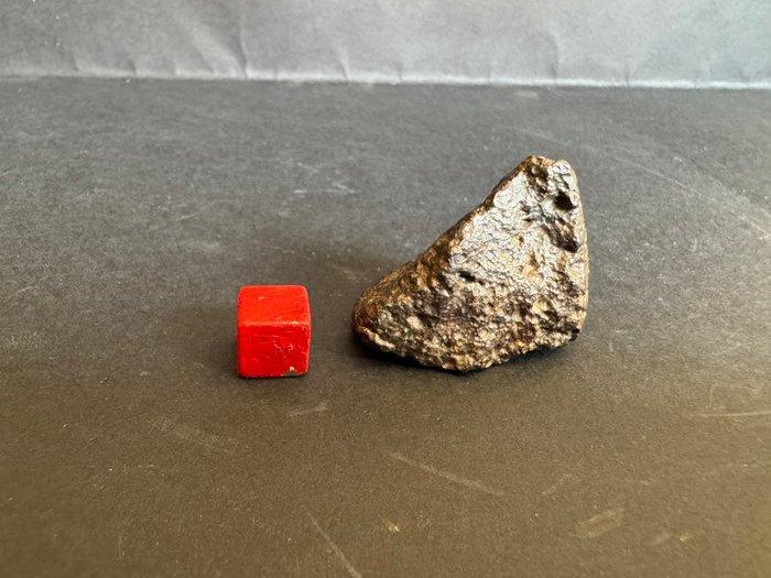 NWA 14793 - Meteoriet koolstofrijke chondriet CV3 - mooi, Verzamelen, Mineralen en Fossielen