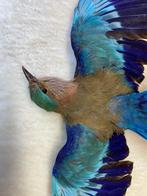vos Taxidermie volledige montage - European Roller (Coracias, Nieuw