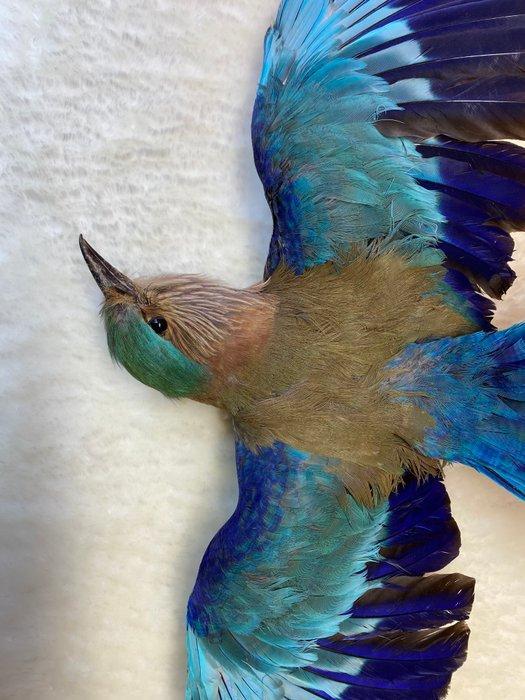 vos Taxidermie volledige montage - European Roller (Coracias, Verzamelen, Dierenverzamelingen