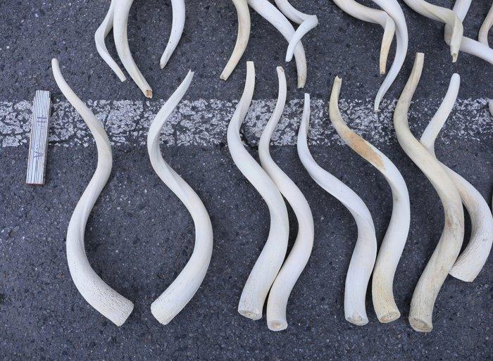 Grote koedoe Hoorns - Tragelaphus strepsiceros - 45 cm - 61, Verzamelen, Dierenverzamelingen