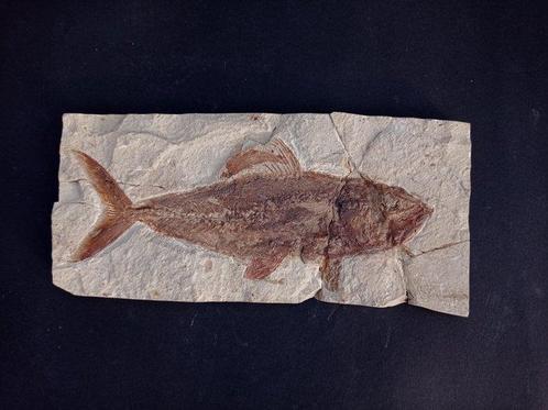 Vis - Fossiele matrix - Grande Halec Microlepis con la prole, Verzamelen, Mineralen en Fossielen