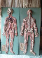 Anatomisch model (2) - Hars, Hout, Metaal - 1940-1950 -