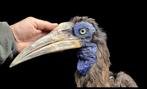 Afrikaanse Zuidelijke grondhoornvogel - volledige opstelling, Verzamelen, Dierenverzamelingen, Nieuw