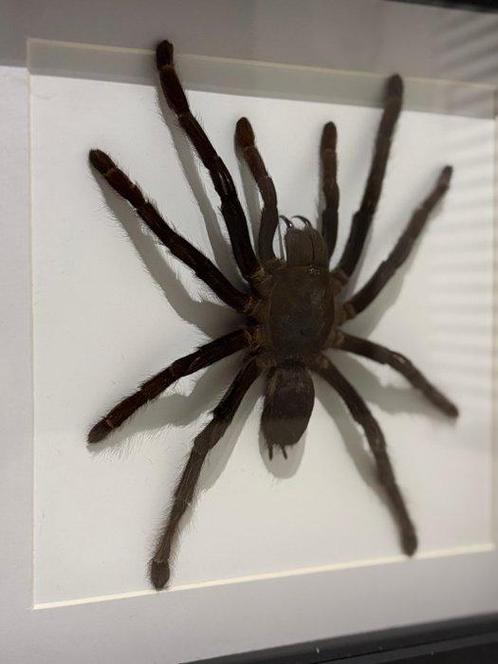 Opgezette Vogelspin in lijst Taxidermie volledige montage -, Verzamelen, Dierenverzamelingen