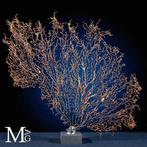 Natuurlijke zwarte Gorgonia - Een moderne Wunderkammer -