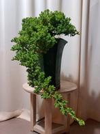 Bonsaï de juniperus en cascade dans un grand pot à bonsaï. -