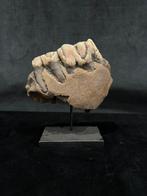 Nijlpaard - Fossiele tanden - Hexaprotodon - 14.5 cm