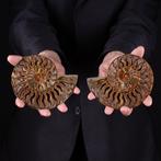 Kamers met uitzicht - Fossiel fragment - Ammonite, Nieuw