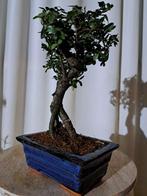 Bonsaï Orme de Chine (Ulmus parviflora) - Hauteur (arbre) :