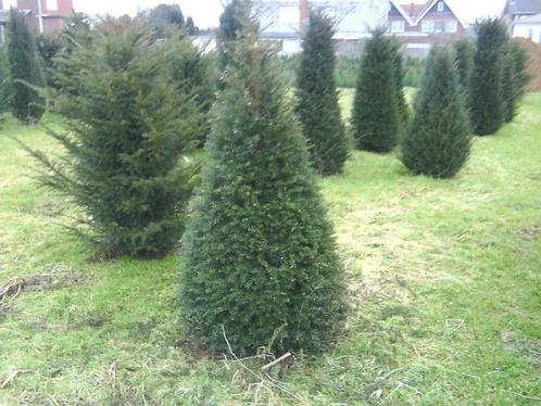 Groenblijvende hagen en bollen te Riemst(Maastricht), Tuin en Terras, Planten | Tuinplanten, Ophalen