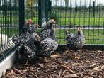 Sierkippen @ paradijshof, Dieren en Toebehoren, Ophalen, Nieuw