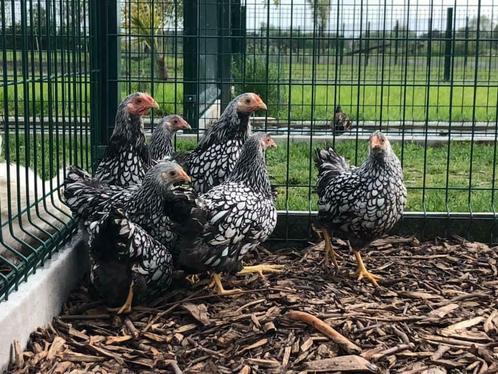 Sierkippen @ paradijshof, Dieren en Toebehoren, Pluimvee | Toebehoren, Nieuw, Ophalen