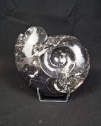 Goniatiet - Gefossiliseerde schelp - Goniatite Pieza, Verzamelen, Mineralen en Fossielen