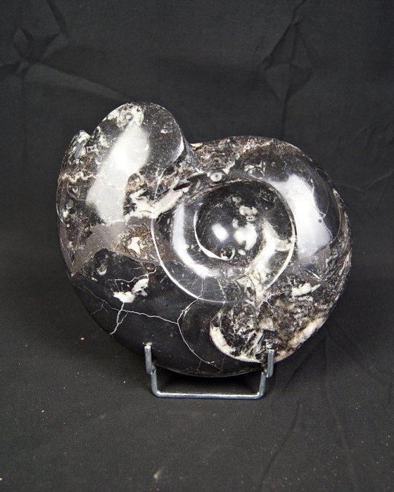 Goniatiet - Gefossiliseerde schelp - Goniatite Pieza, Verzamelen, Mineralen en Fossielen