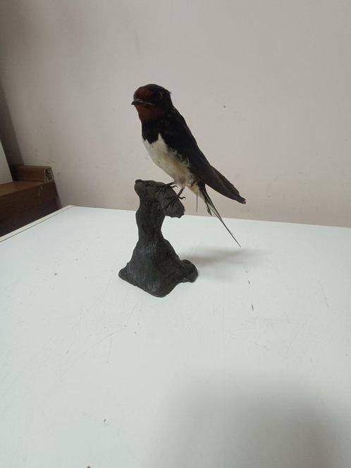 zwaluw Taxidermie volledige montage - Hirundo rustica - with, Verzamelen, Dierenverzamelingen