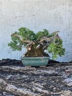 Jeneverbes bonsai (Juniperus) - Hoogte (boom): 15 cm -