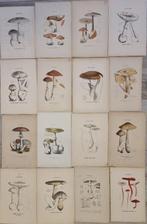 Claude Casimir Gillet (1806-1896) - Lot. of 16 tavole Les
