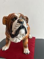 sculptuur, Bulldog - 42 cm - Keramiek