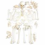 Anatomisch model; ongemonteerde skeletset ST-ATM 10, Diversen, Verpleegmiddelen, Nieuw, Verzenden