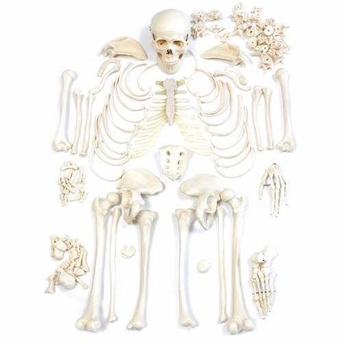 Anatomisch model; ongemonteerde skeletset ST-ATM 10, Diversen, Verpleegmiddelen, Verzenden