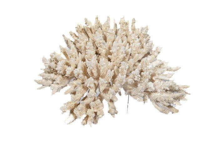 Knospenkoralle op Plexiglassockel Taxidermie wandmontage -, Verzamelen, Dierenverzamelingen