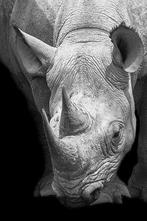 Marco Simoni - 13000 grams