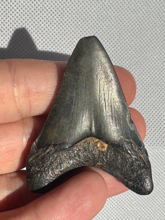 Megalodon - Fossiele tand - Carcharocles megalodon - 5.8 cm, Verzamelen, Mineralen en Fossielen