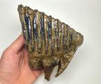 Wolharige mammoet - Fossiele kies - 17 cm