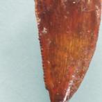 Dinosaurus - Fossiele tand - Abelisaurus - 22 mm - 10 mm