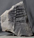 Fossile de plante finement détaillé - grande taille - Plante