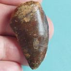 Dinosaurus - Fossiele tand - Carcharodontosaurus sp. - 43 mm, Verzamelen, Mineralen en Fossielen