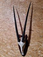 Gemsboktrofee op schild Taxidermie wandmontage - Oryx, Nieuw