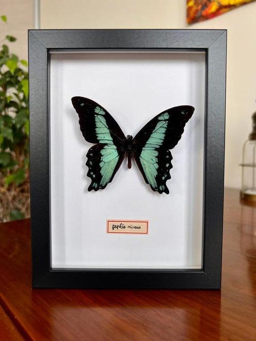 Vlinder Taxidermie volledige montage - Papilio Nireus - 18, Verzamelen, Dierenverzamelingen