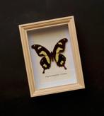 Vlinder Taxidermie volledige montage - Papilio hesperus -