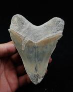 Megalodon - Fossiele tand - Otodus Megalodon, Verzamelen