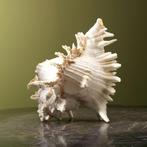 Schelp Taxidermie Opgezette Dieren By Max, Ophalen of Verzenden, Nieuw, Wild dier, Opgezet dier