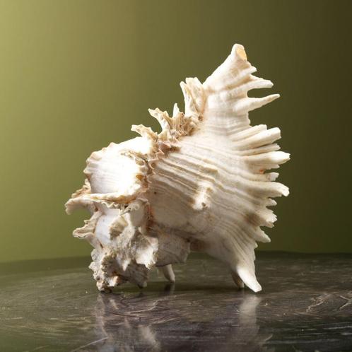 Schelp Taxidermie Opgezette Dieren By Max, Verzamelen, Dierenverzamelingen, Opgezet dier, Nieuw, Wild dier, Ophalen of Verzenden