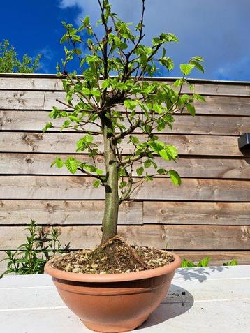 Bonsaï Charme (Carpinus) - Hauteur (arbre) : 40 cm -