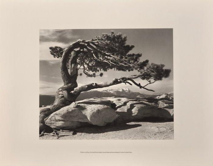 Ansel Adams (1902–1984) - Jeffrey Pine, Sentinel Dome, 1940, Antiquités & Art, Art | Objets design