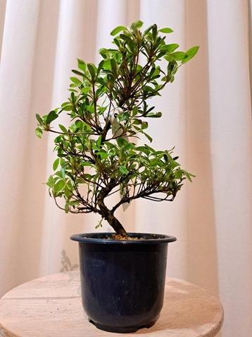 Bonsaï Azalée (Rhododendron) - Hauteur (arbre) : 21 cm -