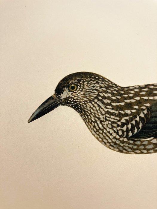 Von Wright brothers & Bror Halberg - Nutcracker lithographic, Collections, Collections Animaux