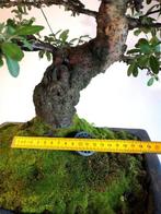 Vuurdoorn bonsai (Pyracantha) - Hoogte (boom): 50 cm -