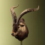 Spaanse Steenbok Taxidermie Opgezette Dieren By Max, Ophalen of Verzenden, Nieuw, Wild dier, Opgezet dier