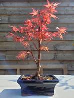 Japanese maple bonsai (Acer palmatum) - Hoogte (boom): 29 cm