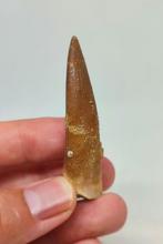 Fossiele tand - 5 Dentes de plesiossauro (Zonder, Verzamelen, Mineralen en Fossielen