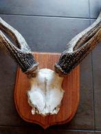 Edelhert Taxidermie volledige montage - Cervus elaphus - 88, Verzamelen, Dierenverzamelingen, Nieuw