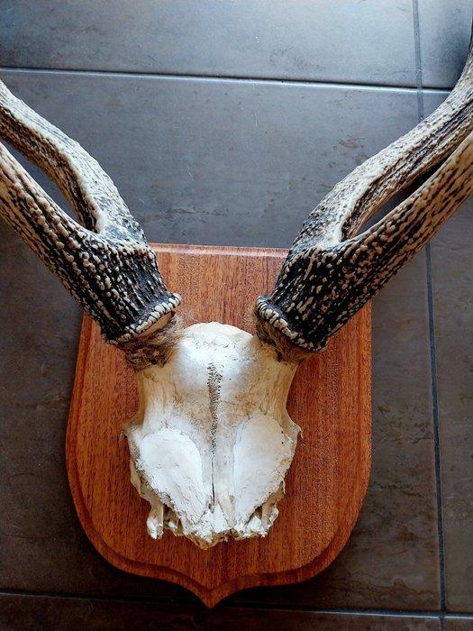 Edelhert Taxidermie volledige montage - Cervus elaphus - 88, Verzamelen, Dierenverzamelingen