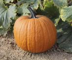 Boomer f1 pmt halloween 250 zaden - halloweenpompoen, Nieuw
