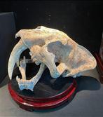 Sabeltandkat - Fossiele schedel - Cast Domineering skull